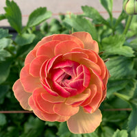 日本小牡丹預訂