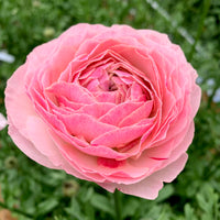 日本小牡丹預訂