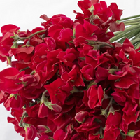 日本豌豆花 Sweetpea 預訂