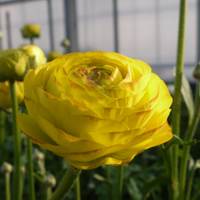 日本小牡丹預訂