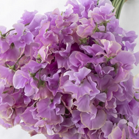 日本豌豆花 Sweetpea 預訂