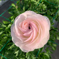 日本小牡丹預訂