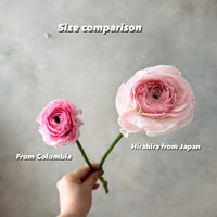 日本小牡丹預訂