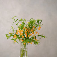 日本小宮燈 Sandersonia 預訂