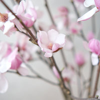 (貓咪友好) 荷蘭玉蘭 Magnolia