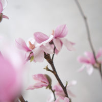 (貓咪友好) 荷蘭玉蘭 Magnolia