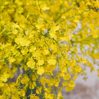 (貓咪友好) 台灣跳舞蘭(文心蘭) 預訂