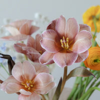 Tulips Lover