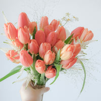 Tulips Lover