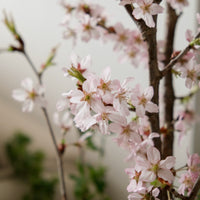 日本啓翁櫻 預訂