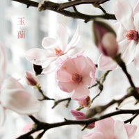 (貓咪友好) 荷蘭玉蘭 Magnolia