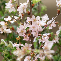 日本啓翁櫻 預訂