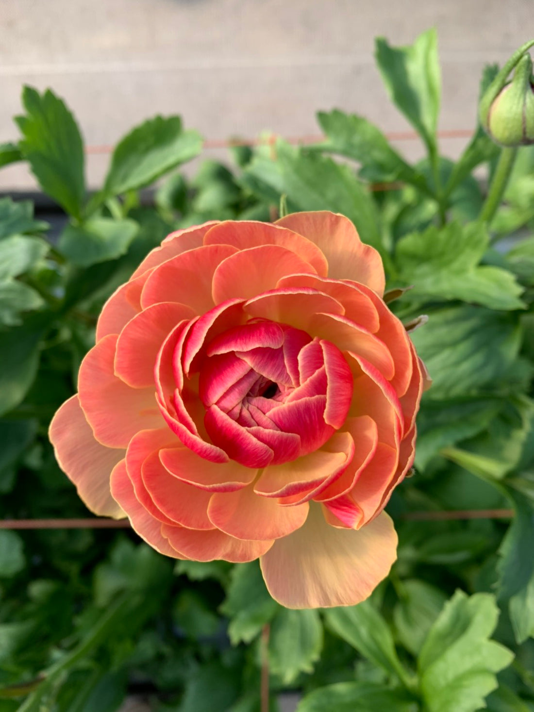 日本小牡丹預訂