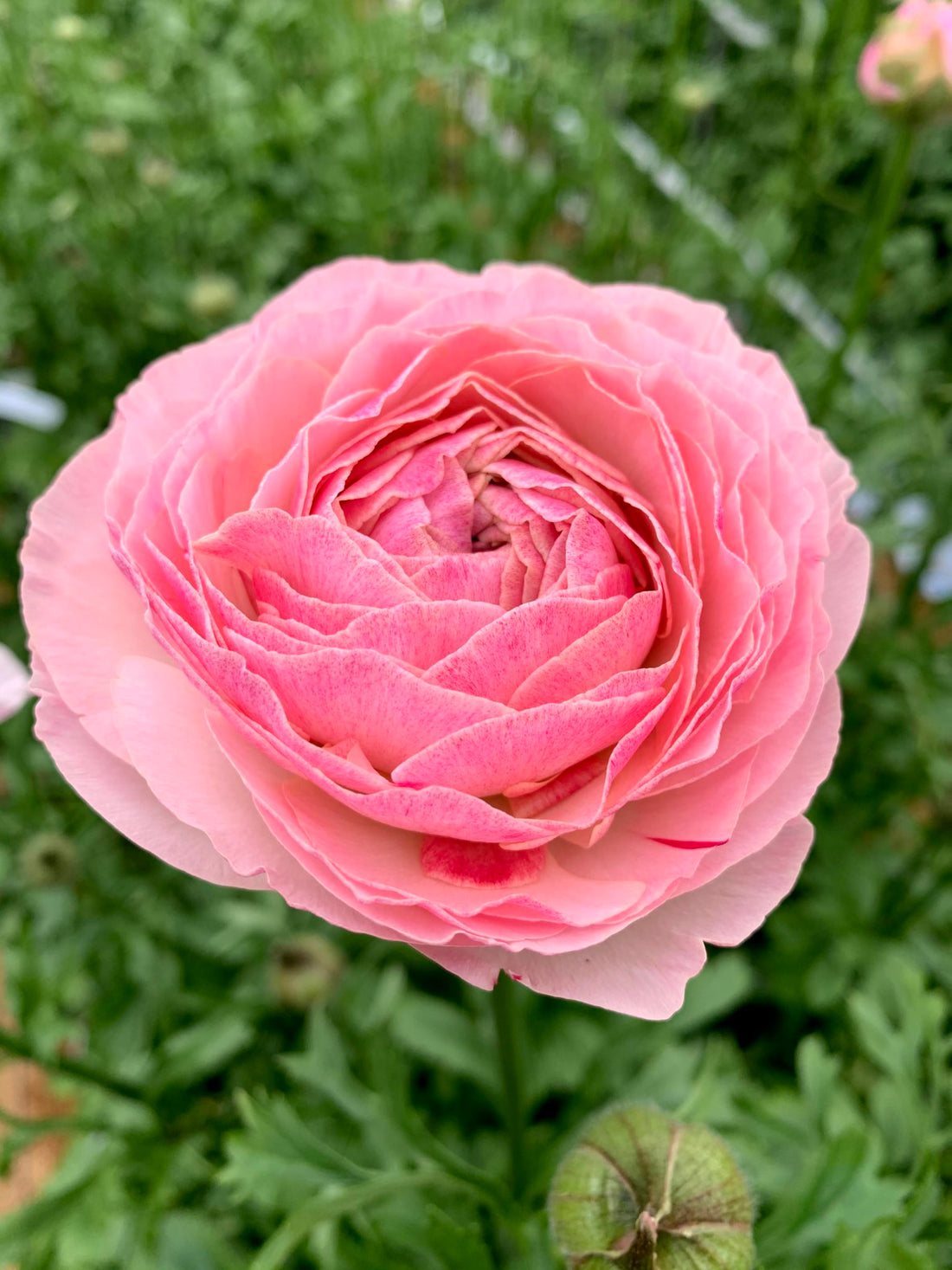 日本小牡丹預訂