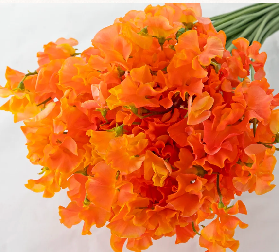 日本豌豆花 Sweetpea 預訂