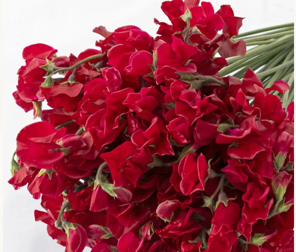 日本豌豆花 Sweetpea 預訂