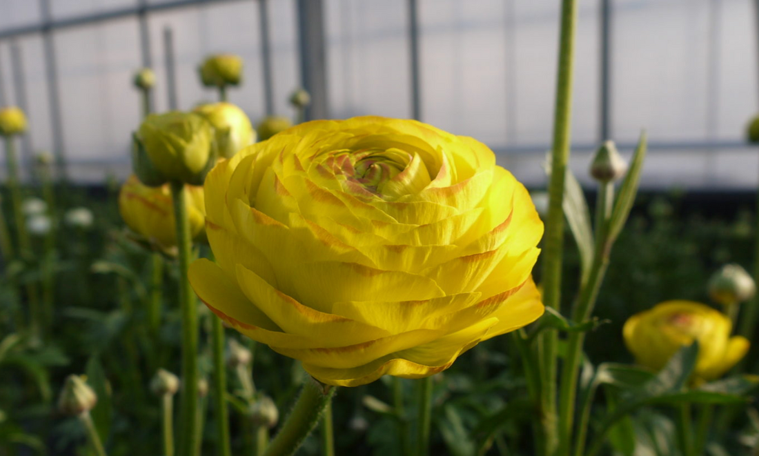 日本小牡丹預訂