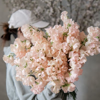 日本豌豆花 Sweetpea 預訂