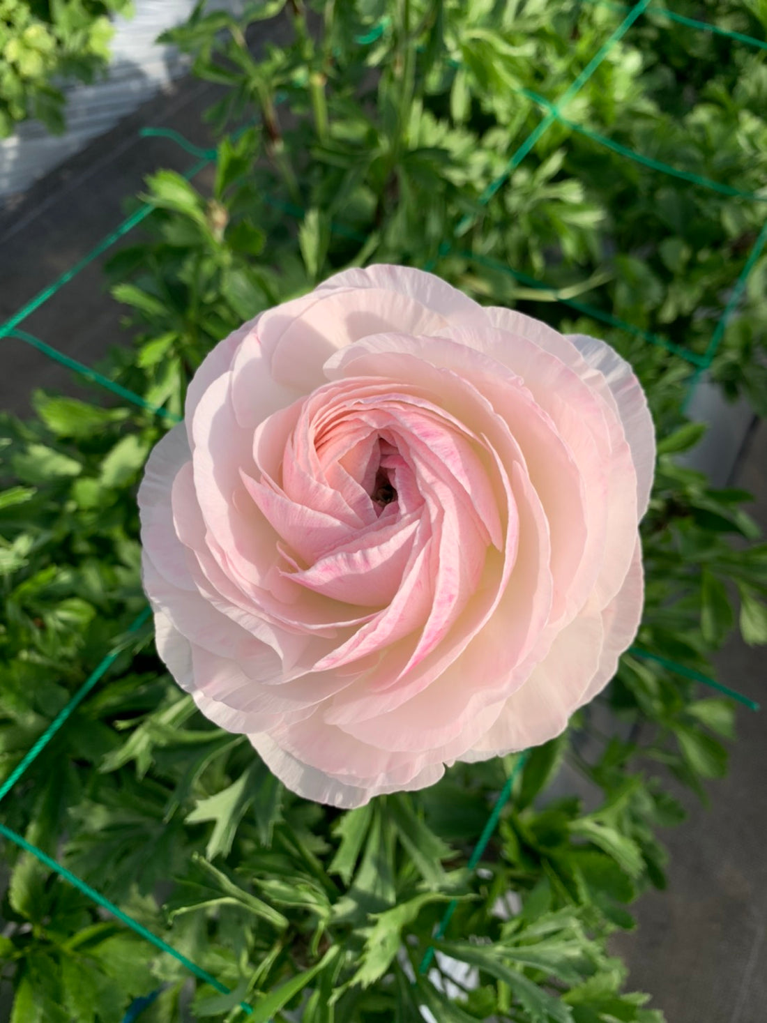 日本小牡丹預訂