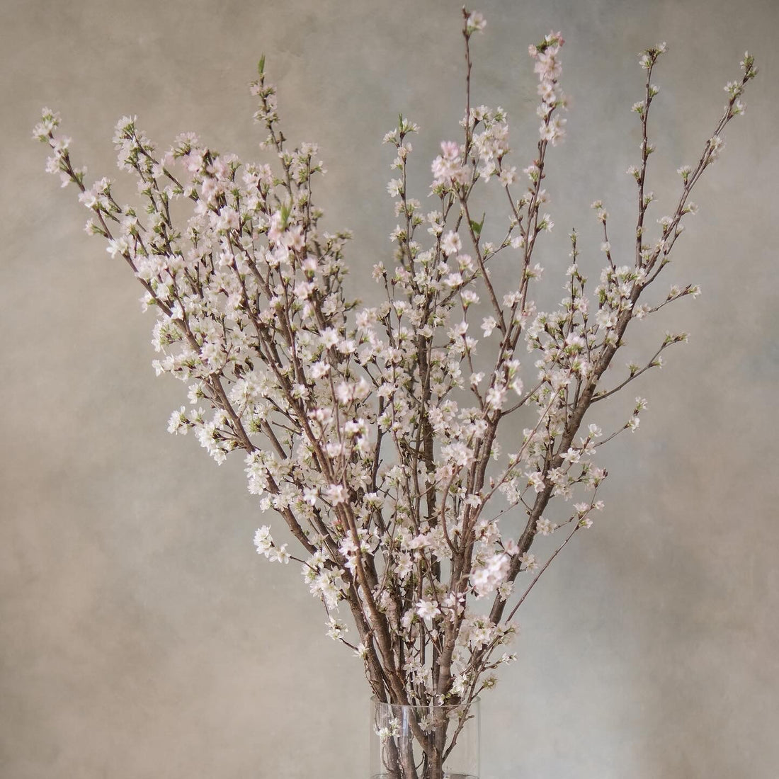 日本啓翁櫻 預訂