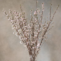 日本啓翁櫻 預訂