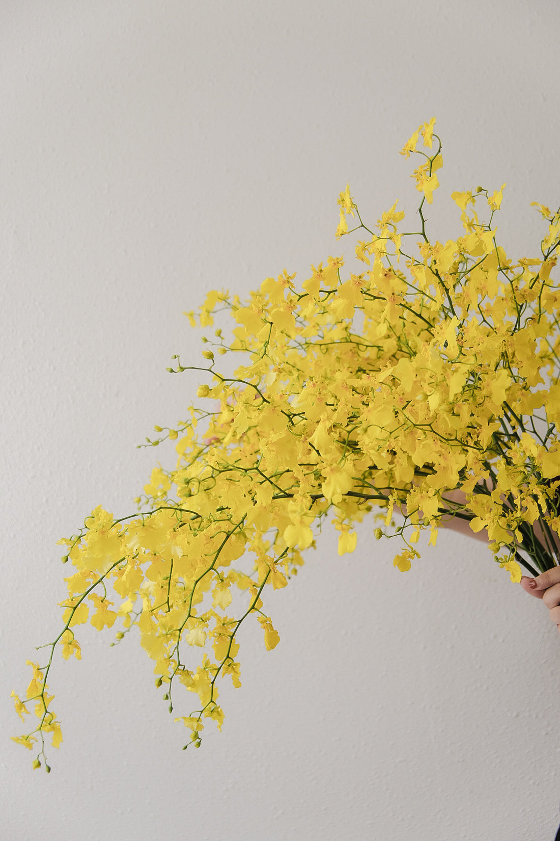 (貓咪友好) 台灣跳舞蘭(文心蘭) 預訂