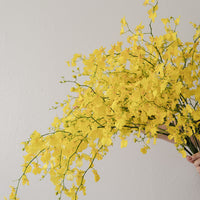 (貓咪友好) 台灣跳舞蘭(文心蘭) 預訂