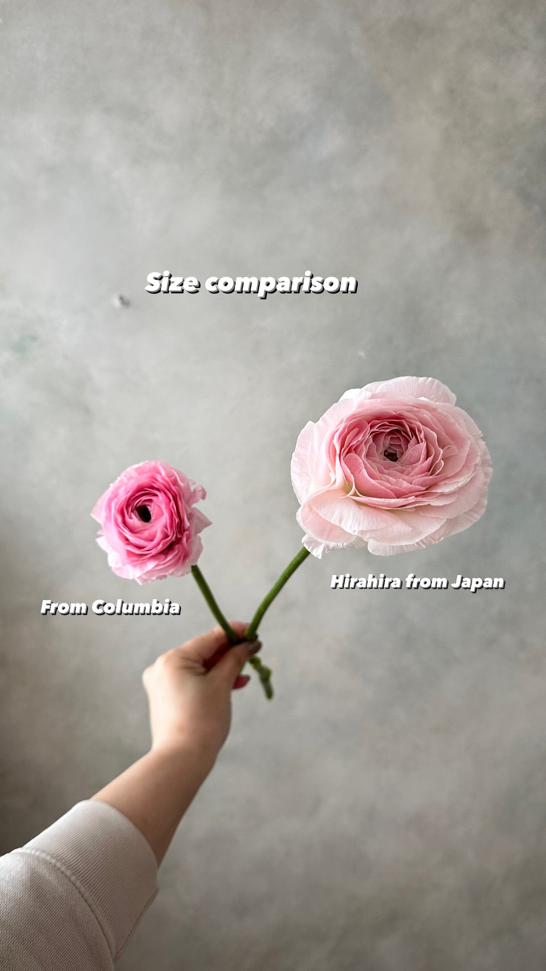 日本小牡丹預訂