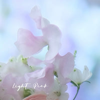 日本豌豆花 Sweetpea 預訂