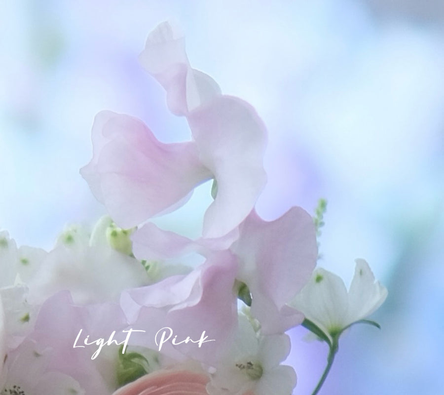 日本豌豆花 Sweetpea 預訂