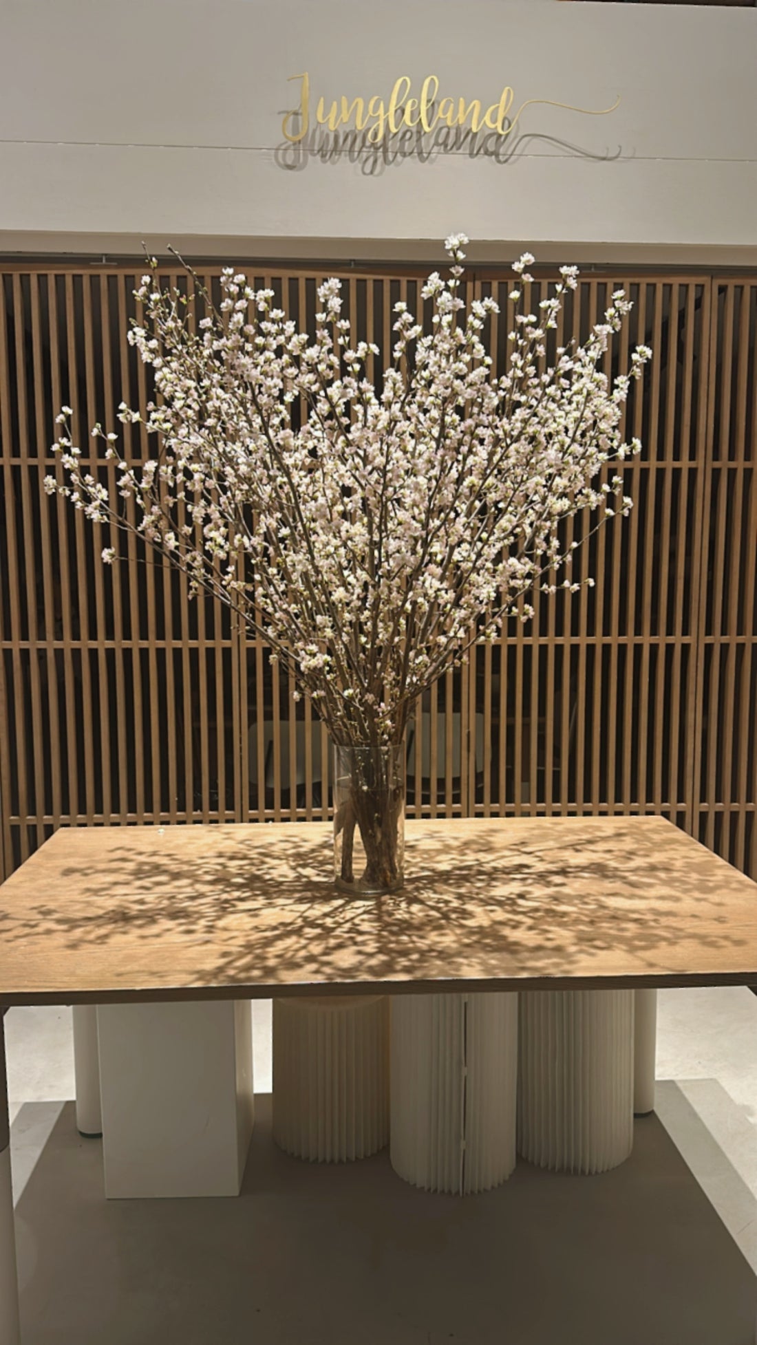 日本啓翁櫻 預訂