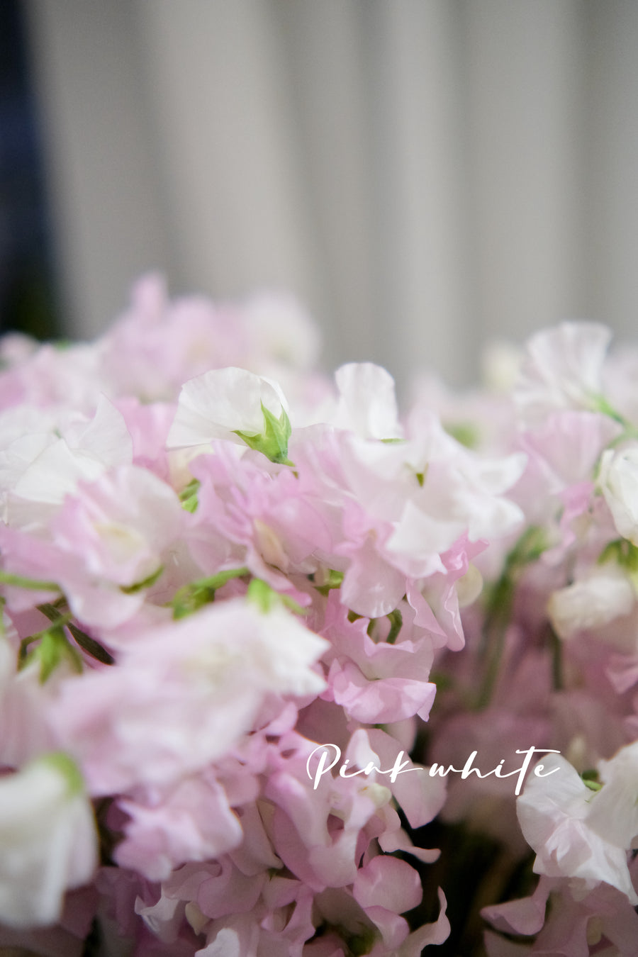 日本豌豆花 Sweetpea 預訂