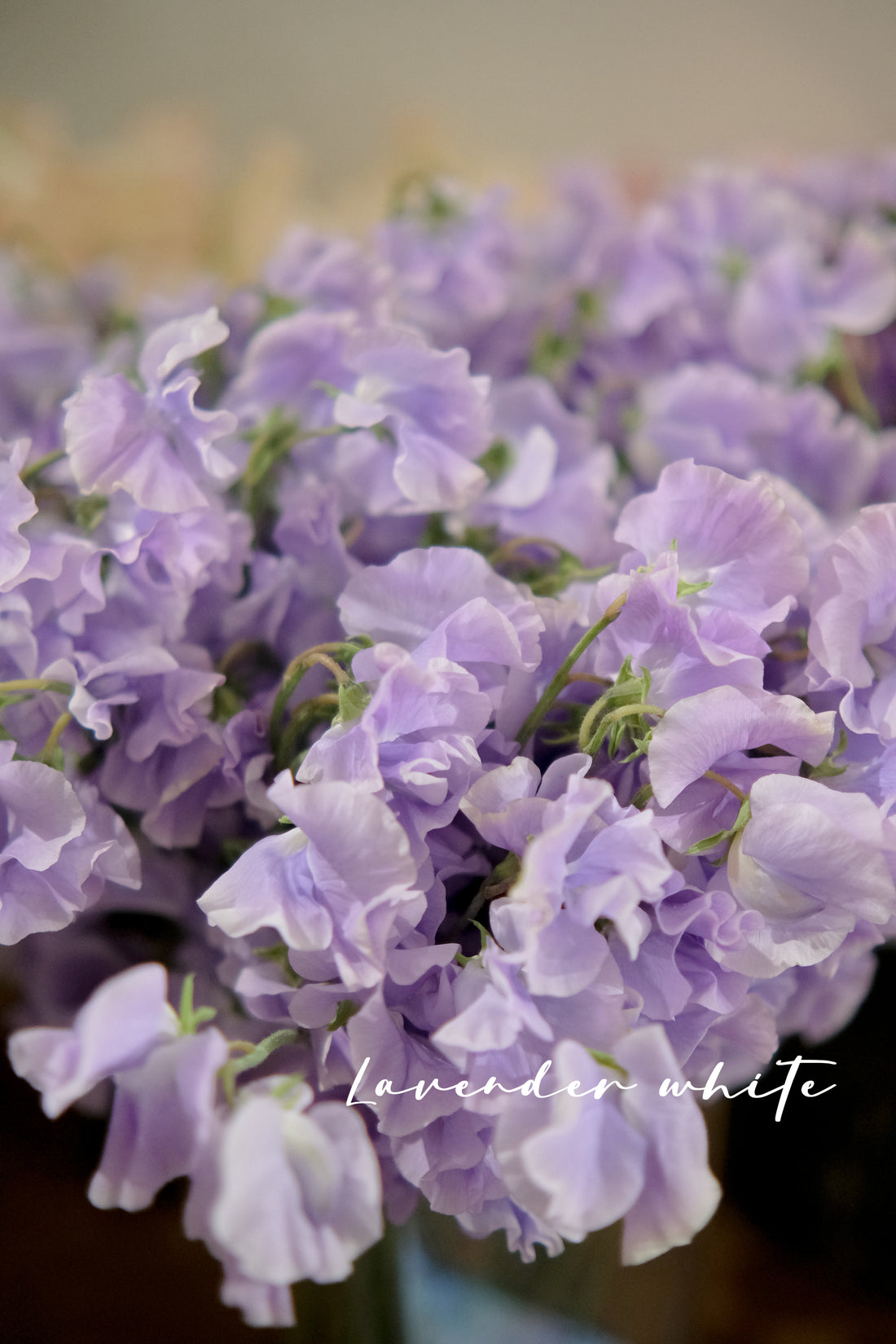 日本豌豆花 Sweetpea 預訂