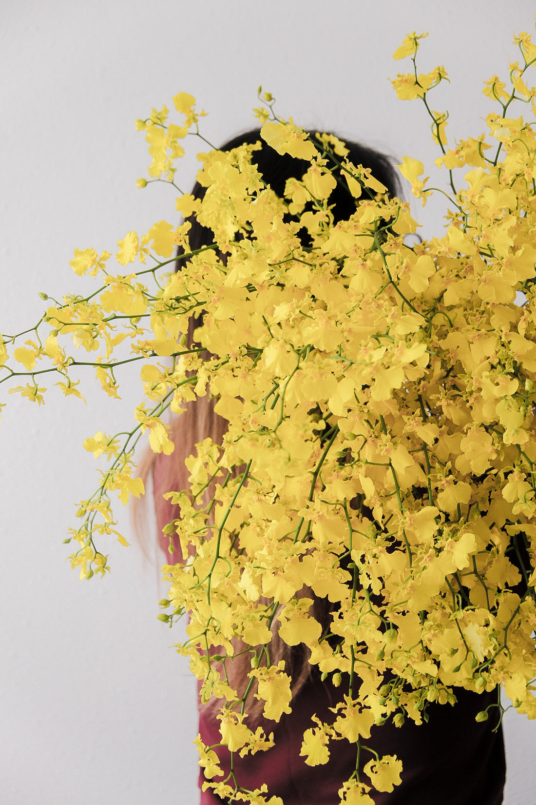 (貓咪友好) 台灣跳舞蘭(文心蘭) 預訂