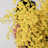 (貓咪友好) 台灣跳舞蘭(文心蘭) 預訂