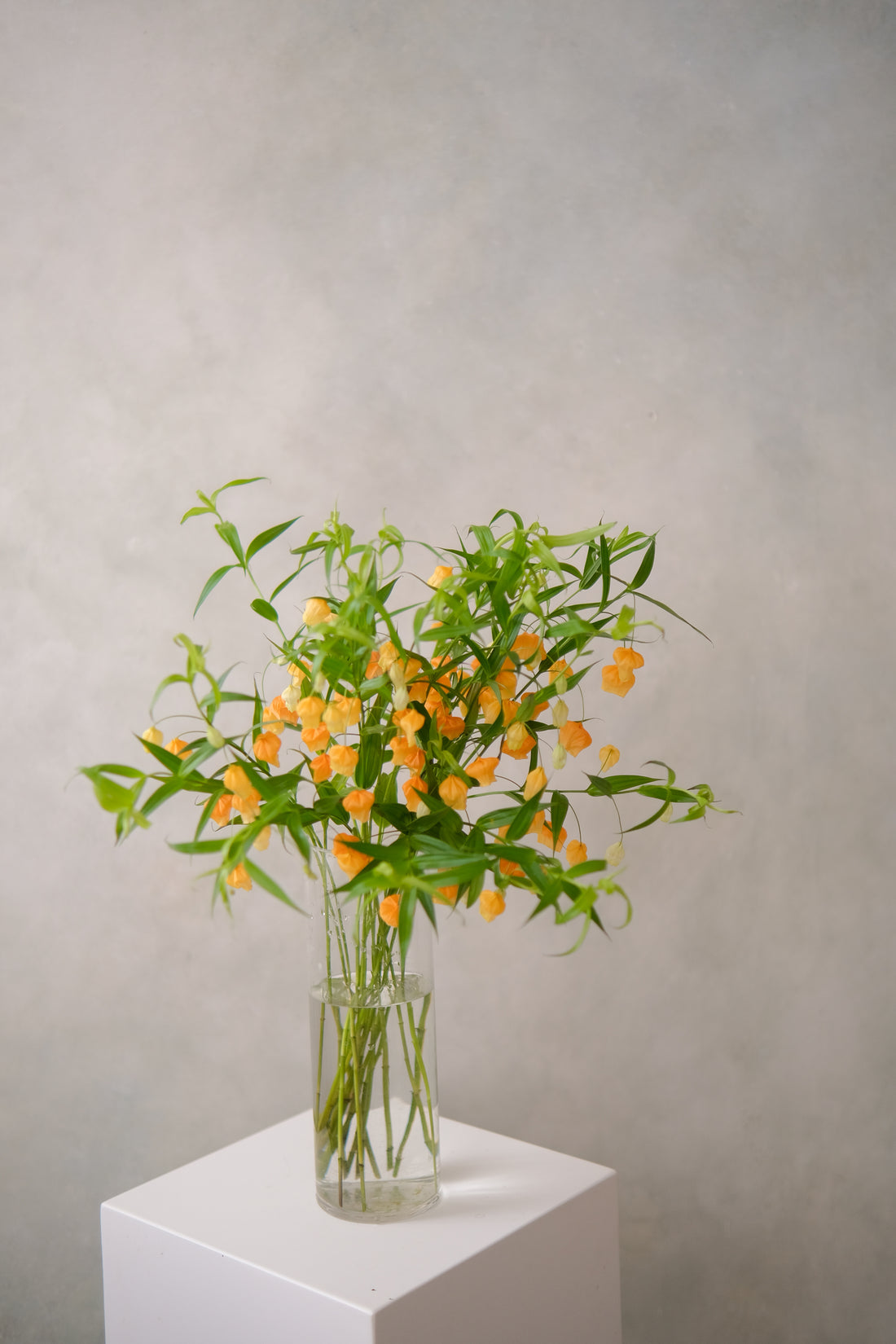 日本小宮燈 Sandersonia 預訂