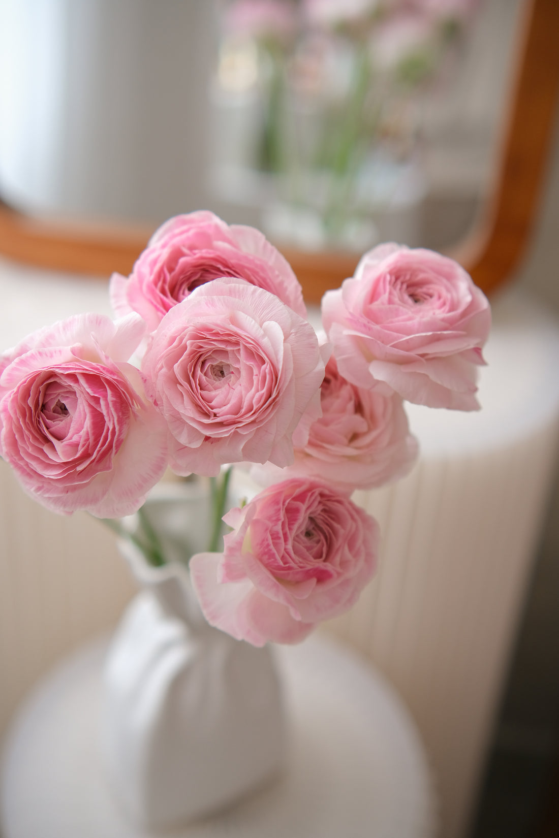 日本小牡丹預訂