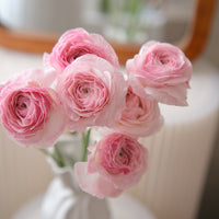 日本小牡丹預訂