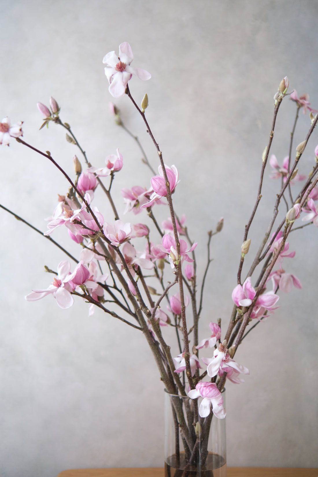 (貓咪友好) 荷蘭玉蘭 Magnolia