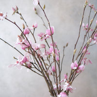 (貓咪友好) 荷蘭玉蘭 Magnolia