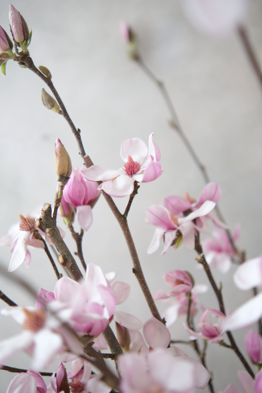 (貓咪友好) 荷蘭玉蘭 Magnolia