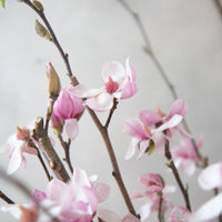 (貓咪友好) 荷蘭玉蘭 Magnolia