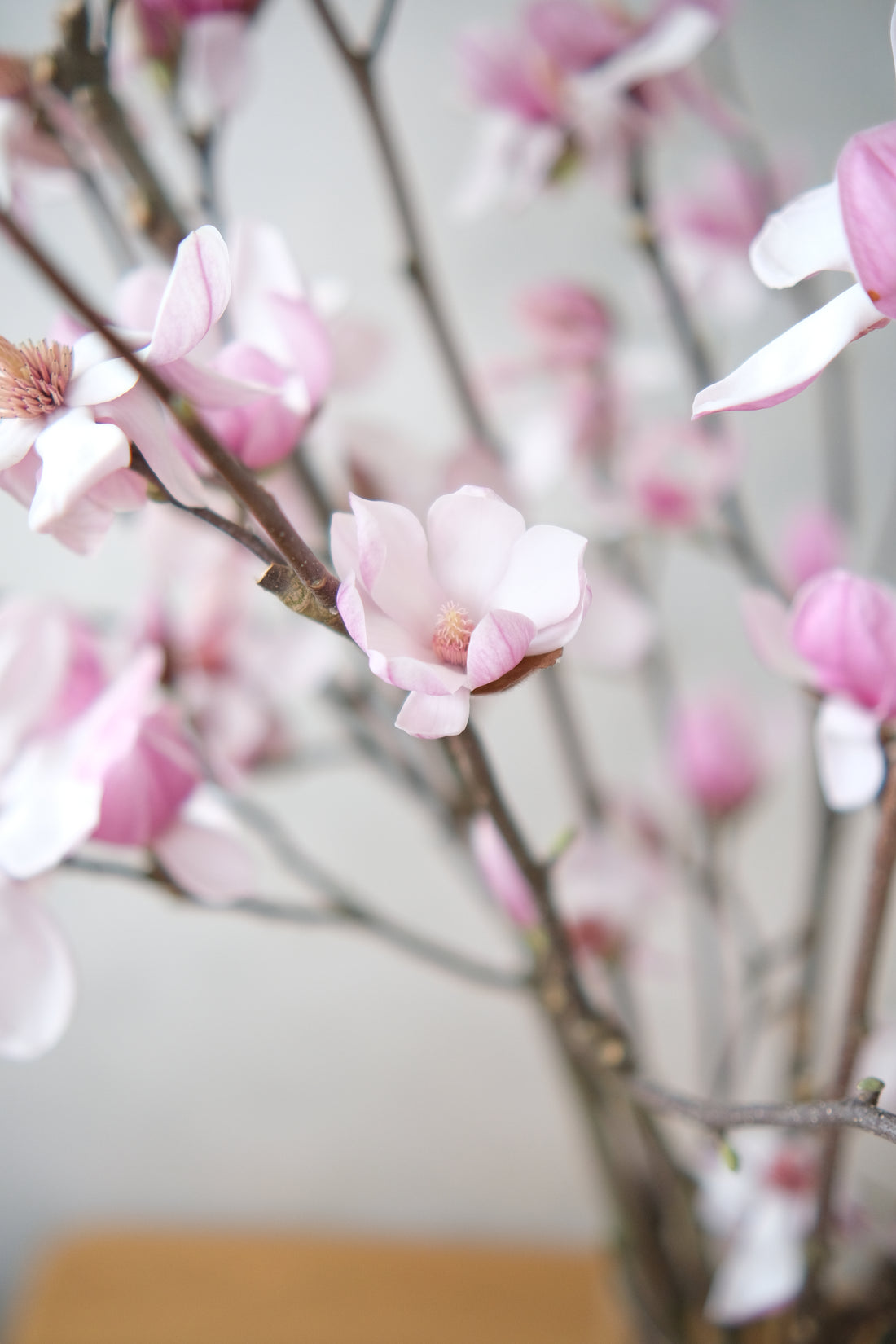 (貓咪友好) 荷蘭玉蘭 Magnolia