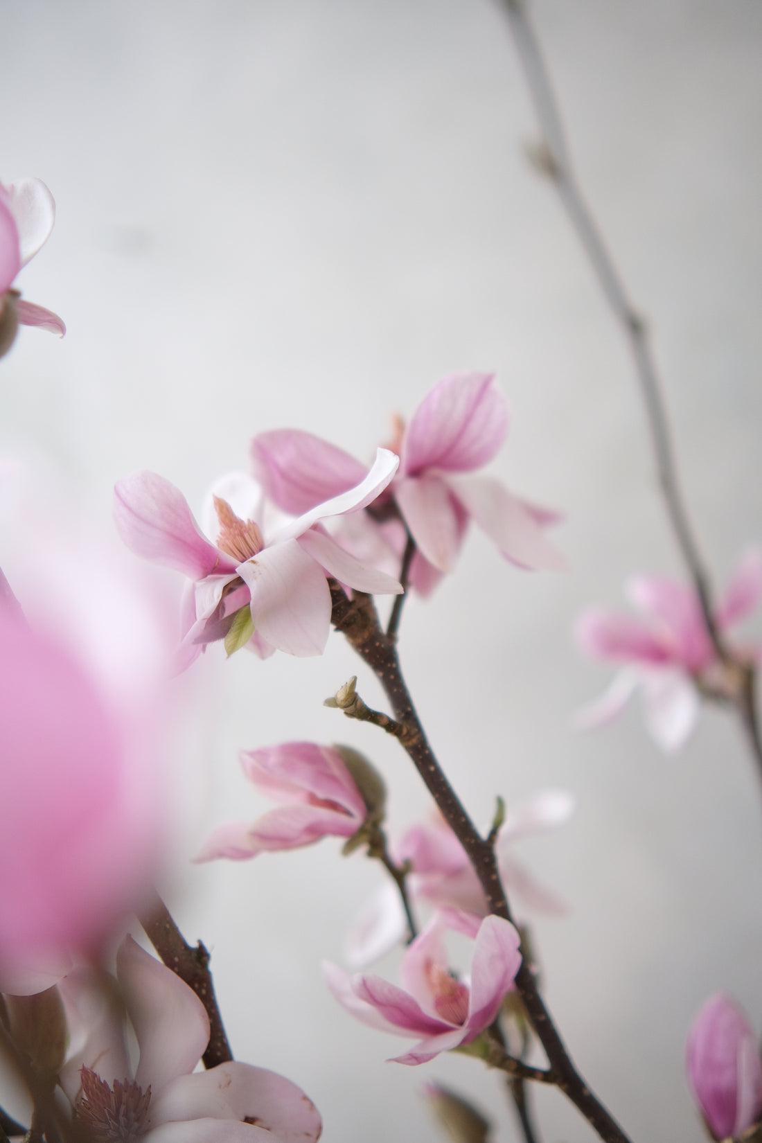 (貓咪友好) 荷蘭玉蘭 Magnolia