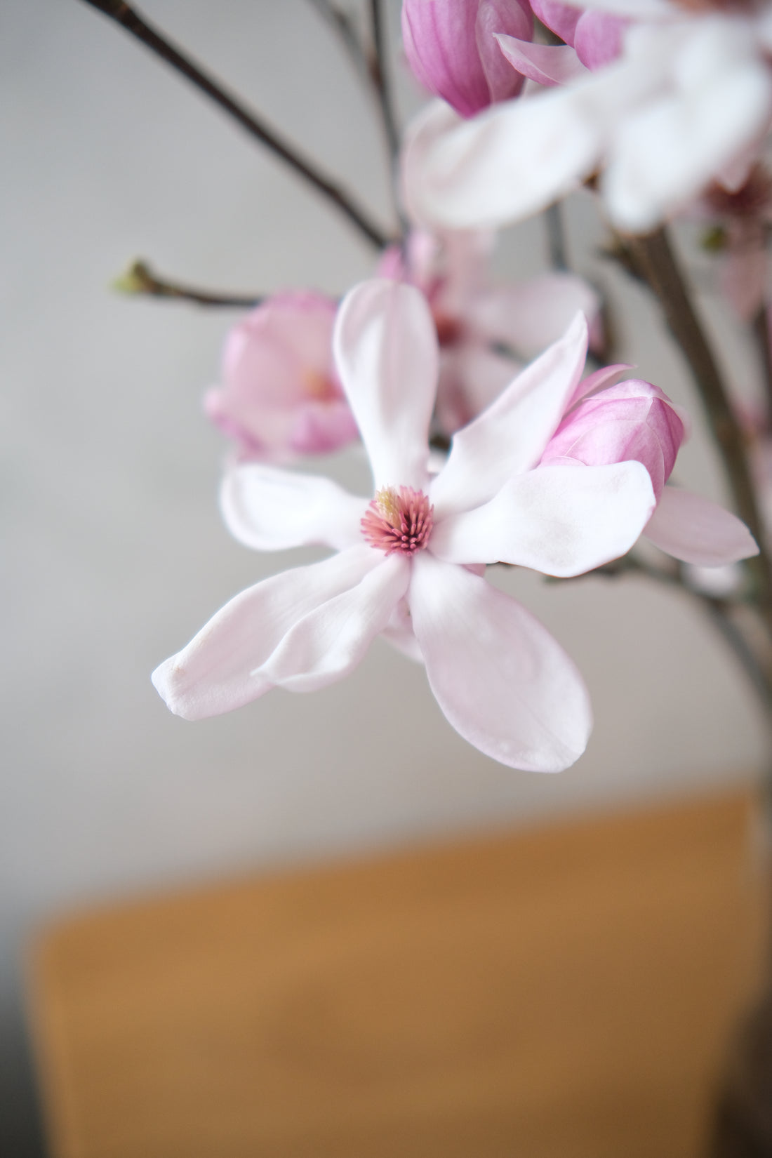 (貓咪友好) 荷蘭玉蘭 Magnolia