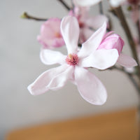 (貓咪友好) 荷蘭玉蘭 Magnolia