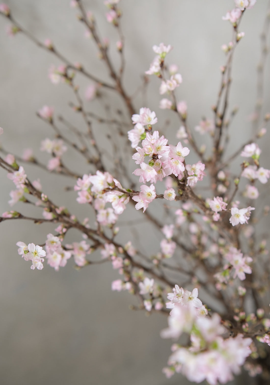 日本啓翁櫻 預訂