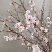 日本啓翁櫻 預訂