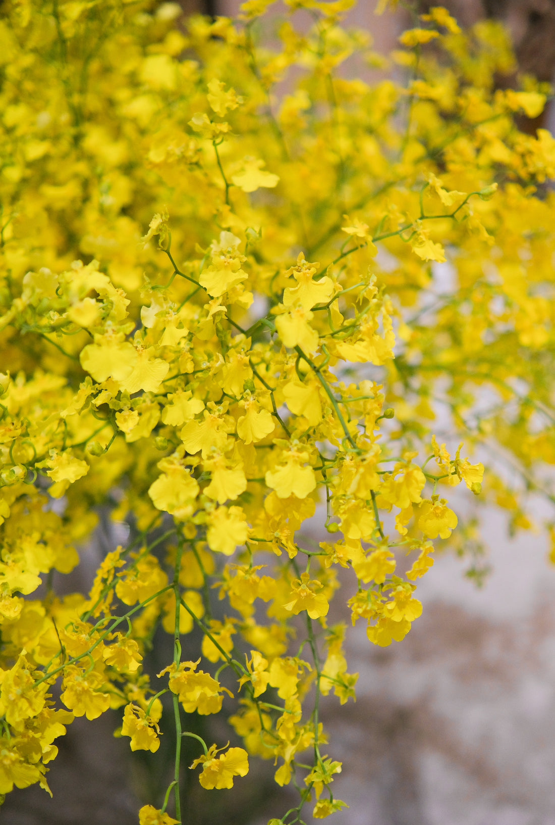 (貓咪友好) 台灣跳舞蘭(文心蘭) 預訂