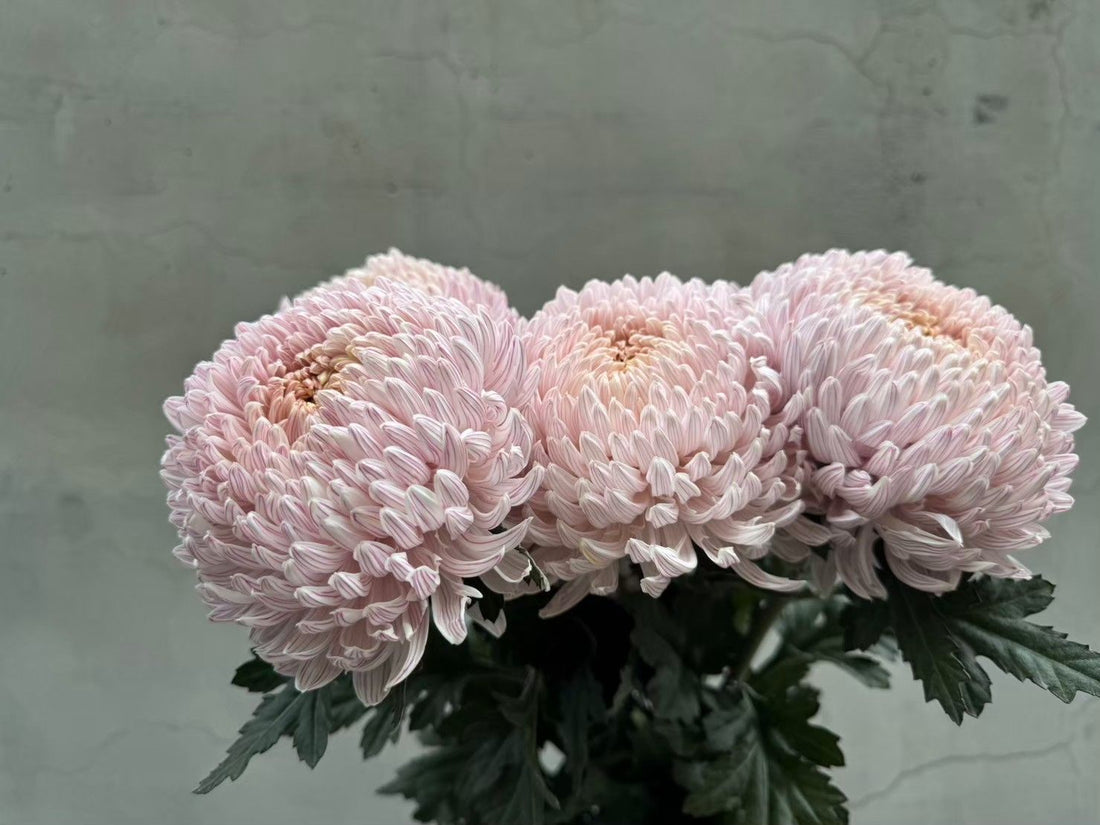 台灣牡丹菊 預訂